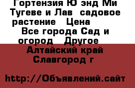 Гортензия Ю энд Ми Тугеве и Лав, садовое растение › Цена ­ 550 - Все города Сад и огород » Другое   . Алтайский край,Славгород г.